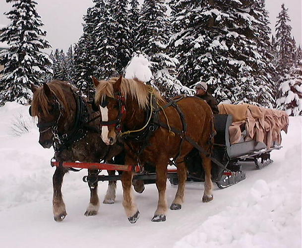 Horse drawn sleigh In front of Chateau Lake Louse - click for full size image